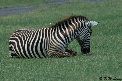 Zebra (DSC_8052)