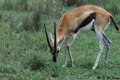 Thompson's Gazelle (DSC_8071)