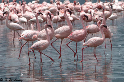 Flamingos (DSC_7955)