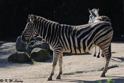 Zebra (DSC_3852)