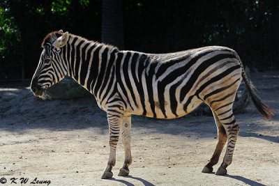 Zebra (DSC_3863)