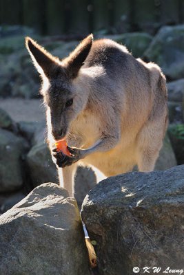 Kangaroo (DSC_5070)