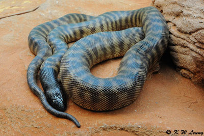 Snake (DSC_4783)