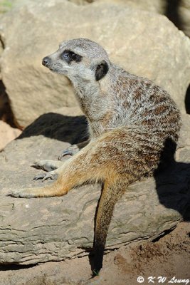 Meerkat (DSC_4847)