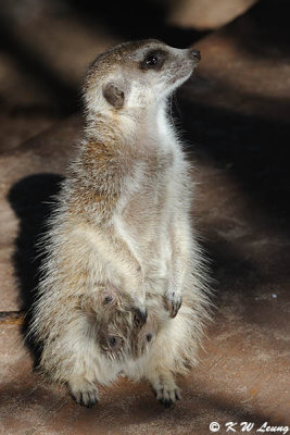 Meerkat (DSC_3843)