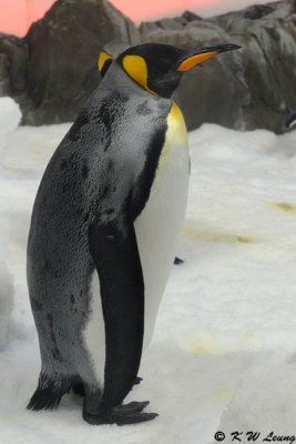 King penguin (DSC_3370)