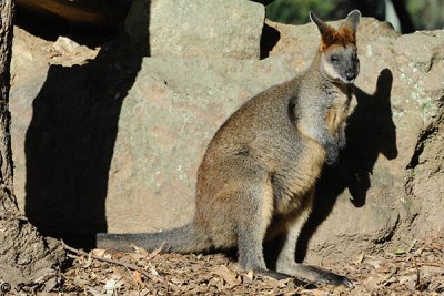Kangaroo (DSC_5129)