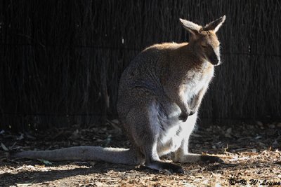 Kangaroo (DSC_5148)