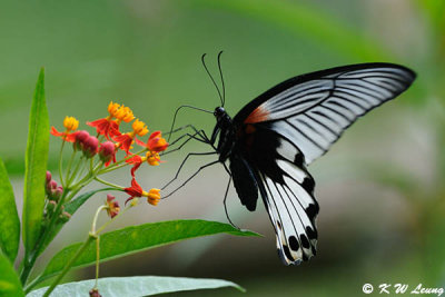 Papilio memnon DSC_0459