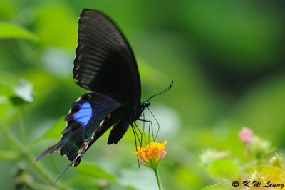 Papilio paris DSC_0985