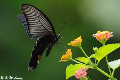 Papilio protenor DSC_0178