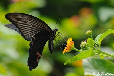 Papilio protenor DSC_1066