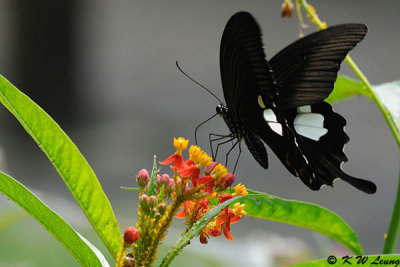 Papilio helenus DSC_0913