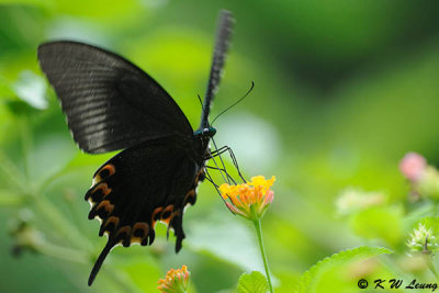 Papilio paris DSC_0981