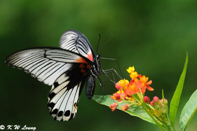 Papilio memnon DSC_0676