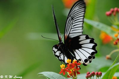 Papilio memnon DSC_0634
