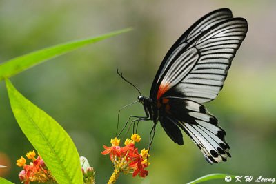 Papilio memnon DSC_0523