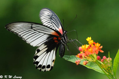 Papilio memnon (美鳳蝶)