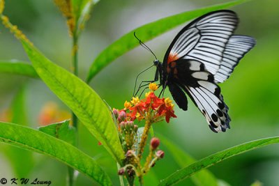Papilio memnon  DSC_0491