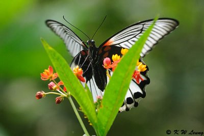 Papilio memnon DSC_0541