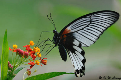 Papilio memnon DSC_0463