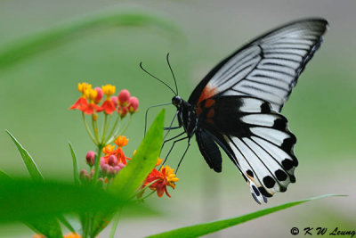 Papilio memnon DSC_0474