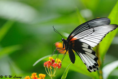 Papilio memnon DSC_0549