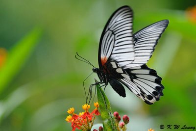Papilio memnon DSC_0586