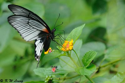 Papilio memnon DSC_0554