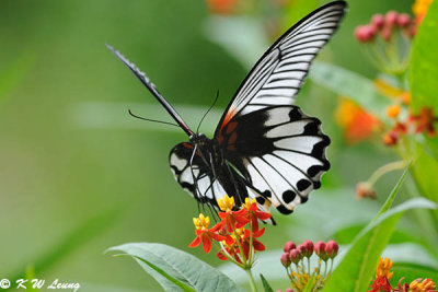 Papilio memnon DSC_0633