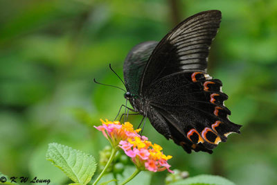 Papilio paris DSC_0325