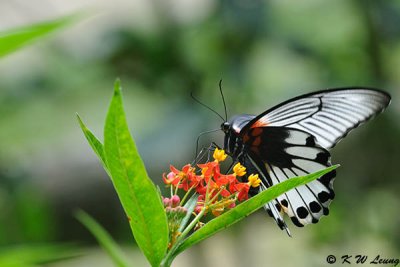 Papilio memnon DSC_0937