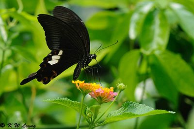 Papilio helenus DSC_1095