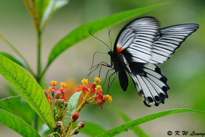 Papilio memnon DSC_0483