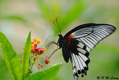 Papilio memnon DSC_0647
