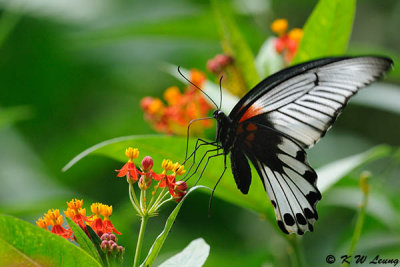 Papilio memnon DSC_0545