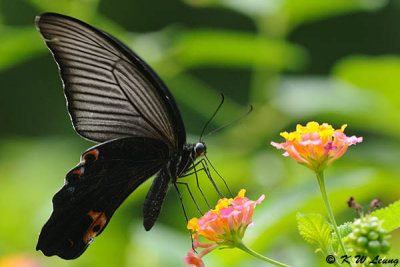 Papilio protenor DSC_0187