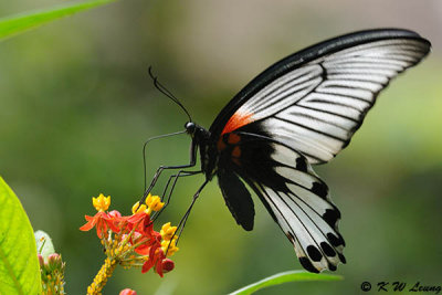Papilio memnon DSC_0520