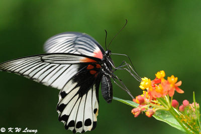 Papilio memnon DSC_0685