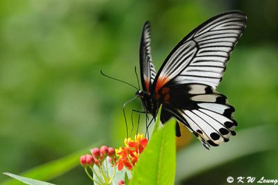 Papilio memnon DSC_0622