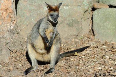 Kangaroo (DSC_5116)