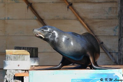 Ausgrid Seal Show (DSC_4979)