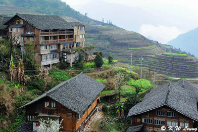 Dragons Backbone Rice Terraces DSC_7432