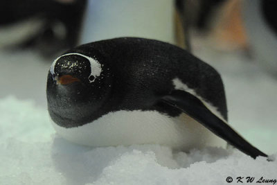 Gentoo penguin DSC_8675