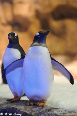 Gentoo penguin DSC_8685