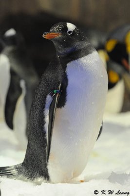Gentoo penguin DSC_8686