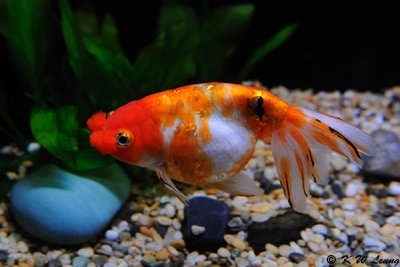 Calico Pompomed Eggfish DSC_8853
