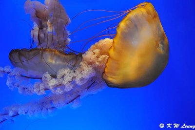 Jellyfish DSC_8732