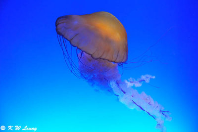 Jellyfish DSC_8730