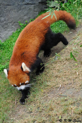 Red Panda DSC_8769